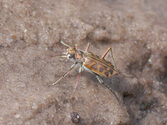 Image of Habrodera nilotica