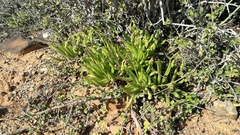 Cotyledon campanulata