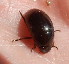 Tropisternus blatchleyi