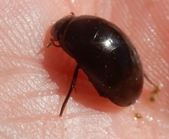 Tropisternus blatchleyi