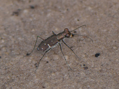 Cylindera