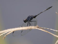 Trithemis