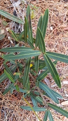 Pseudopanax linearis