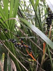 Chamaedorea cataractarum