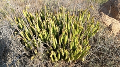 Cotyledon campanulata
