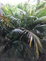 Chamaedorea cataractarum