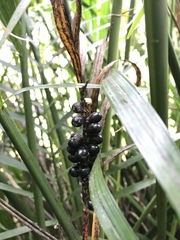 Chamaedorea cataractarum