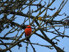 Pyrocephalus rubinus