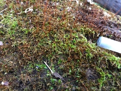 Campylophyllopsis hispidula