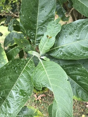 Iochroma arborescens