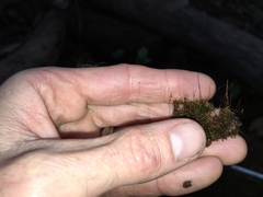 Campylophyllopsis hispidula