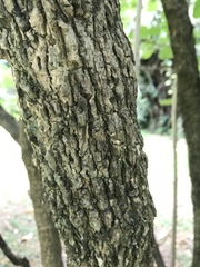 Iochroma arborescens