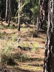 Sciurus niger shermani