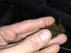 Campylophyllopsis hispidula