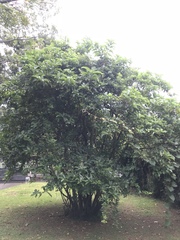 Iochroma arborescens