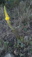 Bulbine latifolia