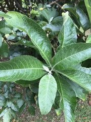 Iochroma arborescens