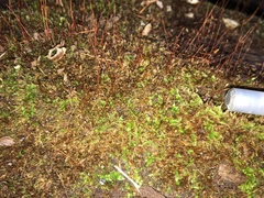 Campylophyllopsis hispidula