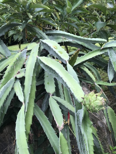Selenicereus costaricensis