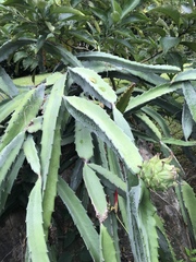 Selenicereus costaricensis