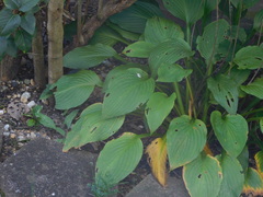 Hosta
