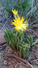 Bergeranthus multiceps