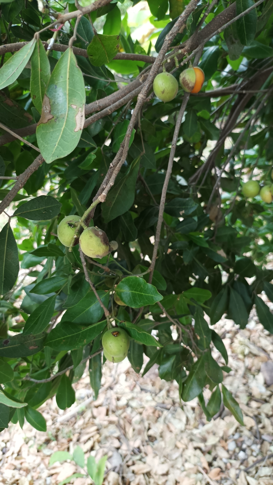 Melicoccus Oliviformis (Melicoccus oliviformis)