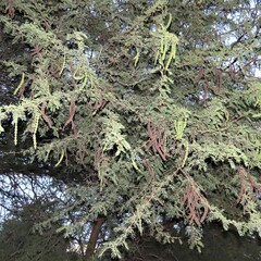 Vachellia nilotica subsp. kraussiana image