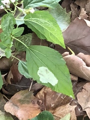 Calycomyza eupatoriphaga