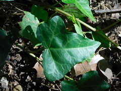 Hedera helix