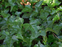 Hedera helix