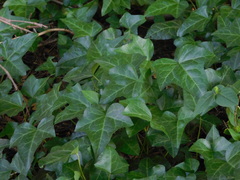 Hedera helix