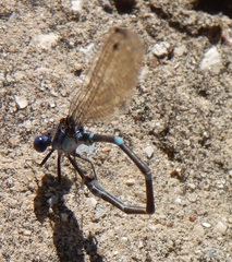 Argia sedula