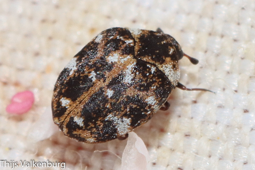 Anthrenus festivus Erichson, 1846