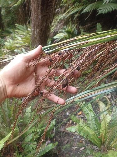 Image of Gahnia setifolia by (c) Oscar Dove, some rights reserved (CC BY)