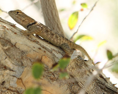 Sceloporus uniformis