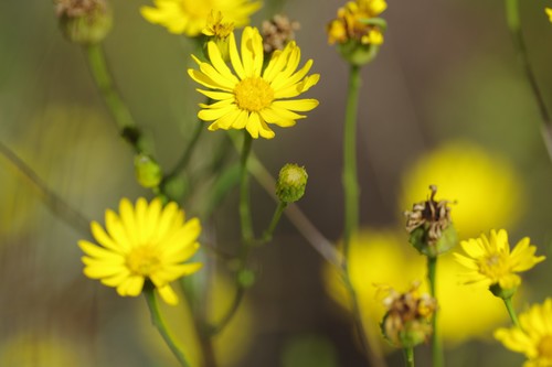 Chrysopsis linearifolia Semple