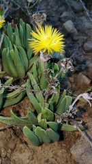 Bergeranthus multiceps