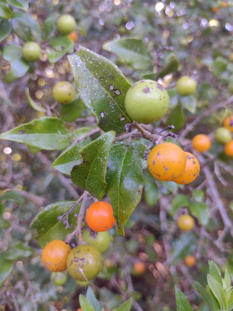 Strychnos brasiliensis