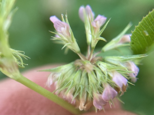 Trifolium cernuum iNat (2)