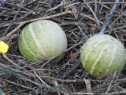 Cucurbita andreana (Cucurbita andreana)