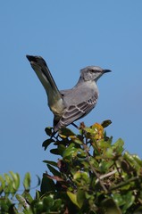 Mimus polyglottos image