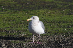 Larus glaucescens × occidentalis