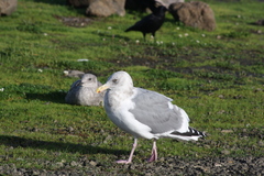 Larus glaucescens × occidentalis
