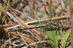 Phanogomphus oklahomensis