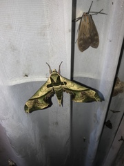 Adhemarius dariensis