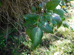 Toxicodendron radicans