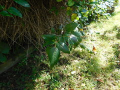 Toxicodendron radicans