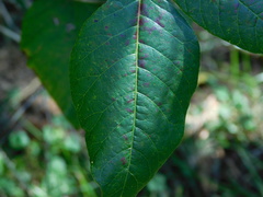 Toxicodendron radicans
