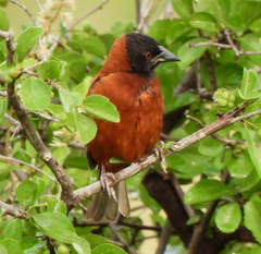 Chestnut Weaver photo 2